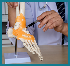 Human Foot Skeleton Model