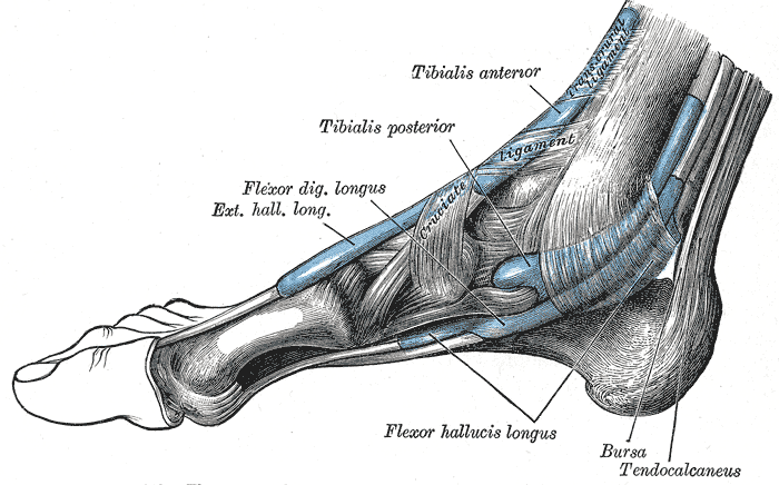 Posterior Tibalis